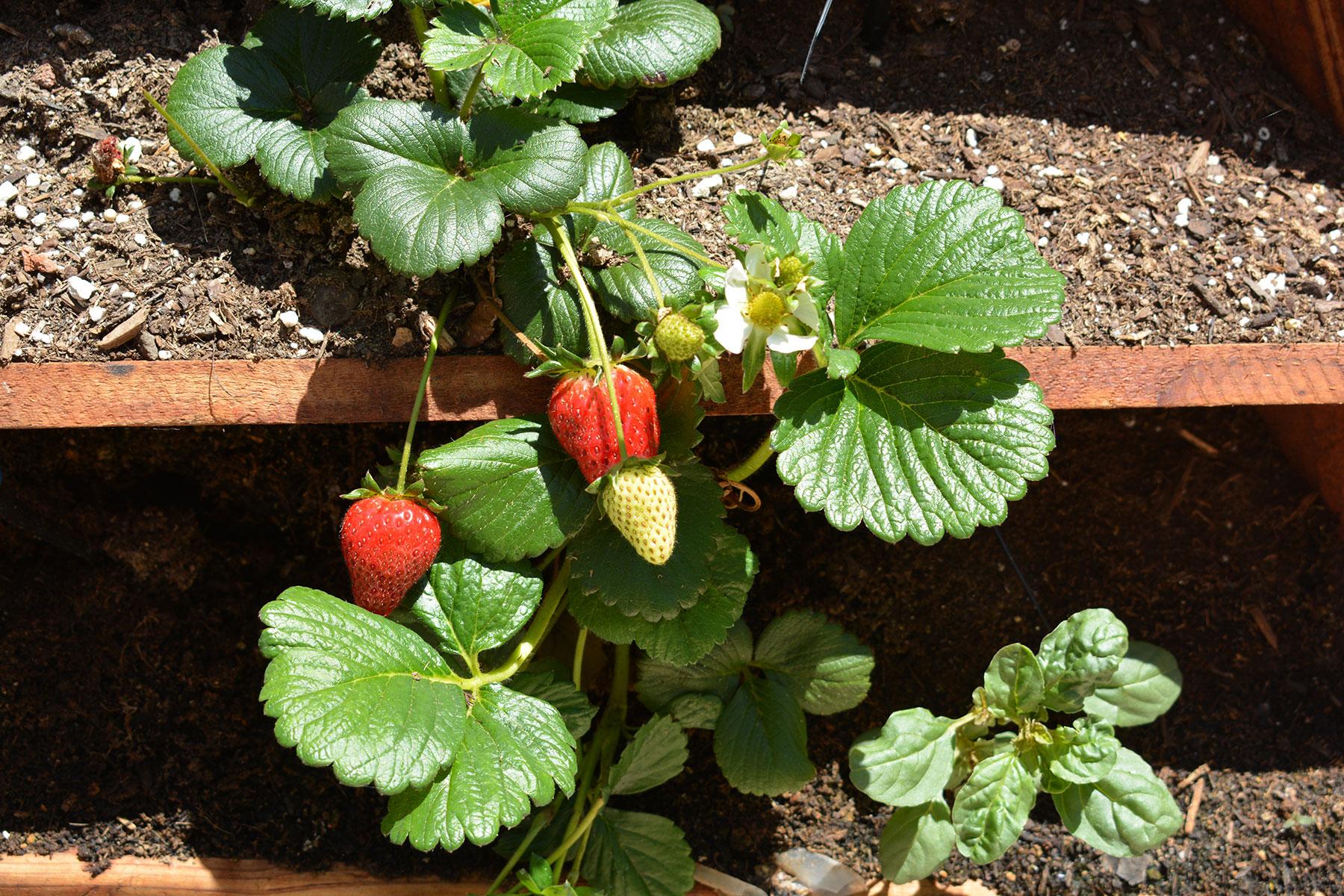 WMS Strawberries
