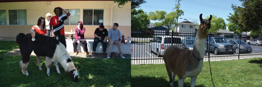 school student grooms llama