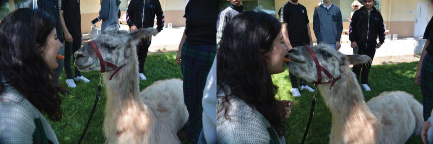 feeding a llama